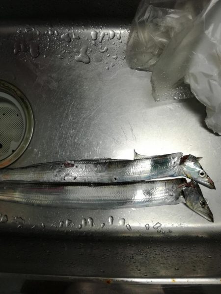 タチウオ　ハマチ