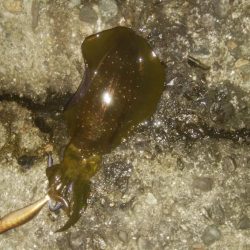 アオリイカ5杯！！