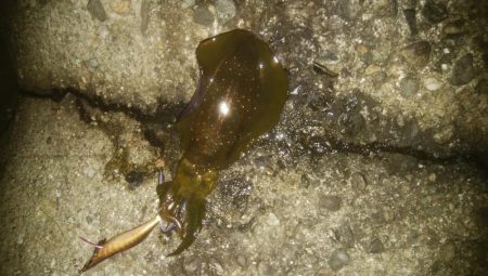 アオリイカ5杯！！