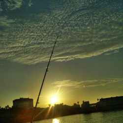 アジュールでタチウオ激渋