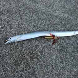 青物狙いからのエギング