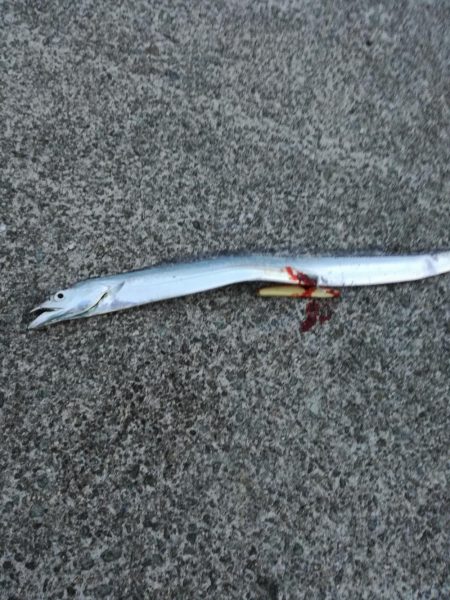 青物狙いからのエギング