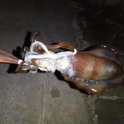 上向いてきました！