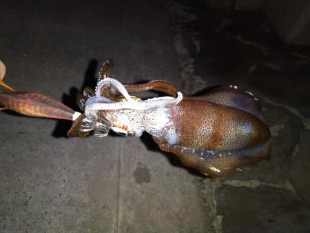 上向いてきました！