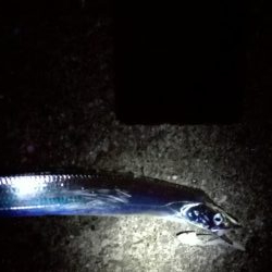 青物のちタチウオ