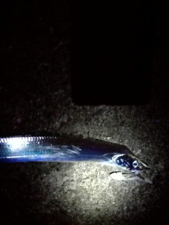 青物のちタチウオ