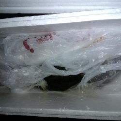 チニング　シーバス