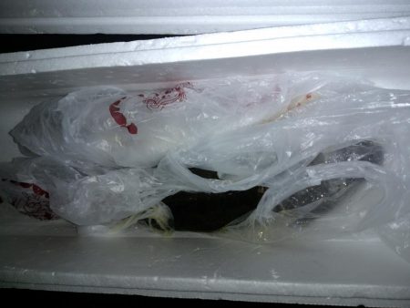 チニング　シーバス