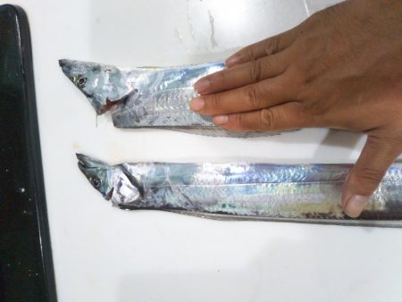 シーサイドのタチウオ大型化！