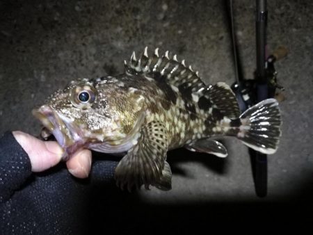 南港フェリーヘチ釣り （小キビレ、ガシラ …
