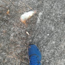 ケーソンタチウオ調査