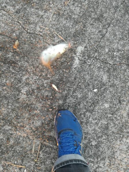 ケーソンタチウオ調査