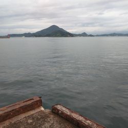 カワハギ、アジ