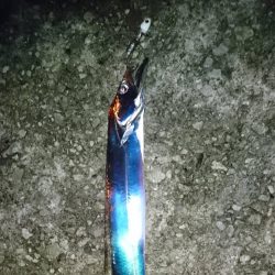 台風前にタチウオ短時間釣行