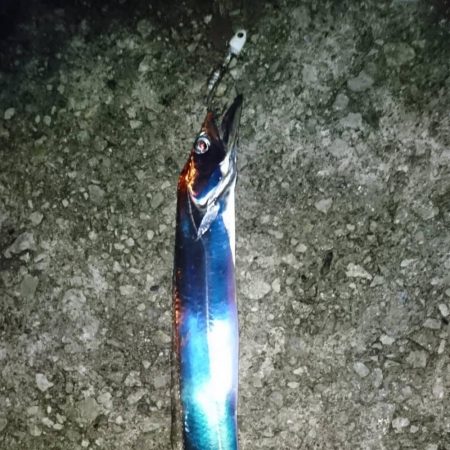 台風前にタチウオ短時間釣行