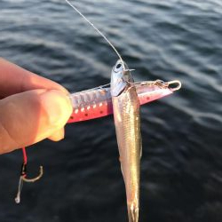 ベイトわんさか