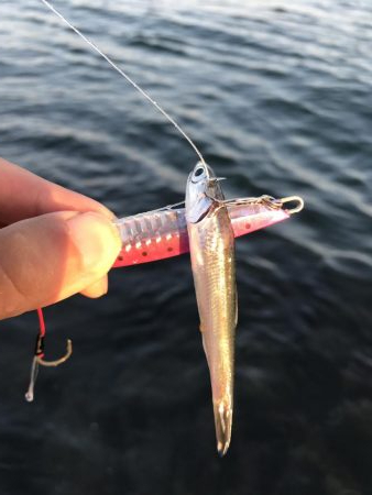 ベイトわんさか