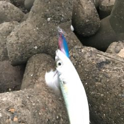 ライトショアジギング2目