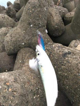 ライトショアジギング2目