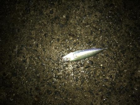 サバ、サゴシ、ハマチ