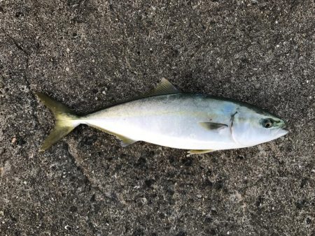 北風かなり強い中