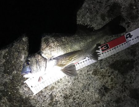 安定のサナギフカセ