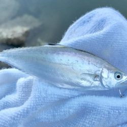 メッキがいない！