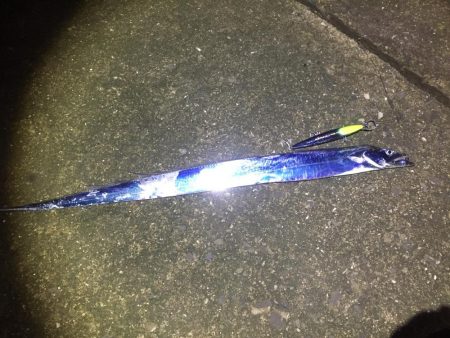 波高い中のタチウオ