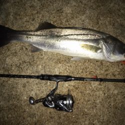 ミッドナイトゲーム