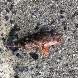 朝マズメの豆アジ