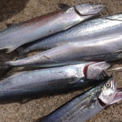 サゴシファイブ