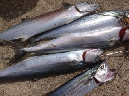 サゴシファイブ