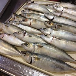 タチウオ…じゃなくてサバ釣り