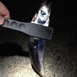 活性が低いタチウオは