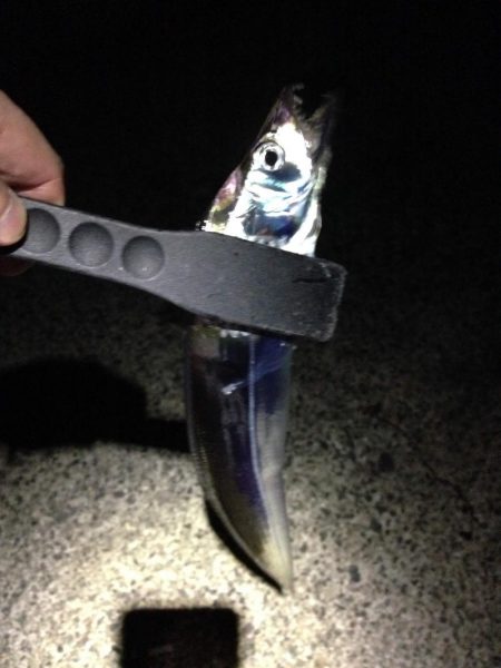 活性が低いタチウオは