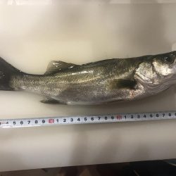 セイゴ　アコウ