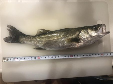 セイゴ　アコウ