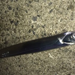 サゴシ・タチウオ