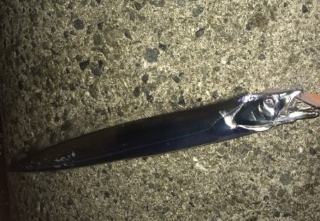 サゴシ・タチウオ