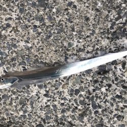 サゴシ・タチウオ