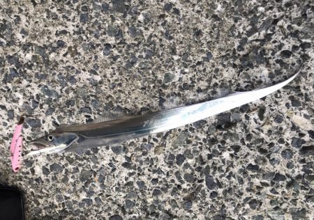 サゴシ・タチウオ