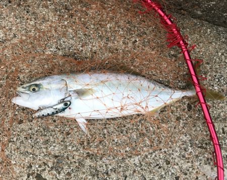 ツバス・タチウオ