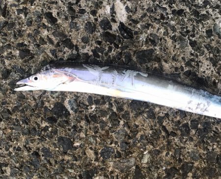 タチウオ・サバ