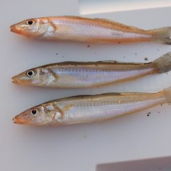 初秋のキス釣り