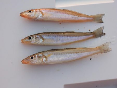 初秋のキス釣り