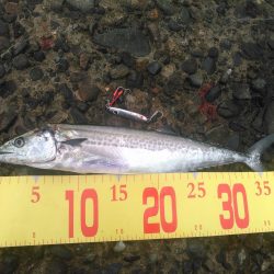 ひさびさのシーバス