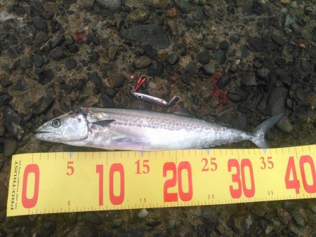 ひさびさのシーバス