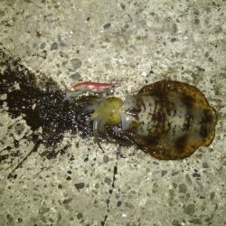 ナイトエギング