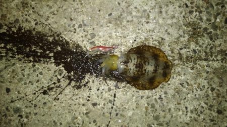 ナイトエギング