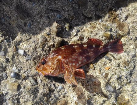 越前海岸でエギングetc.